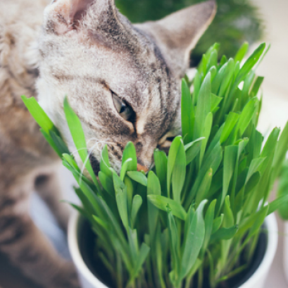 โภชนบำบัด (Nutrition Therapy)